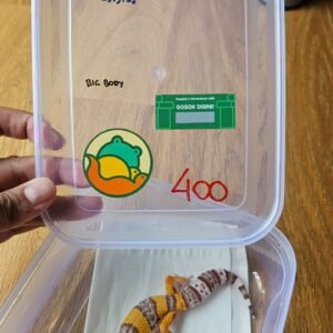 (B251591) (Jantan) Tremper Lavender ph Eclipse (Dob 25.9.25) (Big Body) Gecko Reptil Jakarta l Repjak