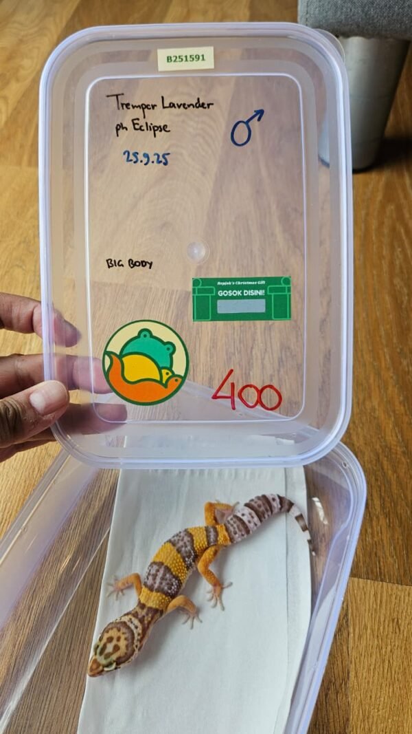(B251591) (Jantan) Tremper Lavender ph Eclipse (Dob 25.9.25) (Big Body) Gecko Reptil Jakarta l Repjak