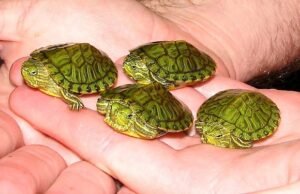 tips memilih kura kura Brazil baby yang sehat