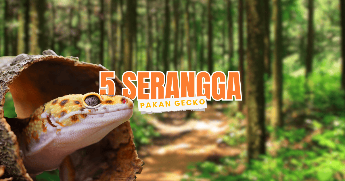 serangga untuk makanan pakan gecko