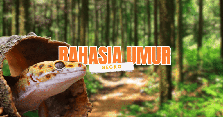 berapa lama usia umur hidup leopard gecko