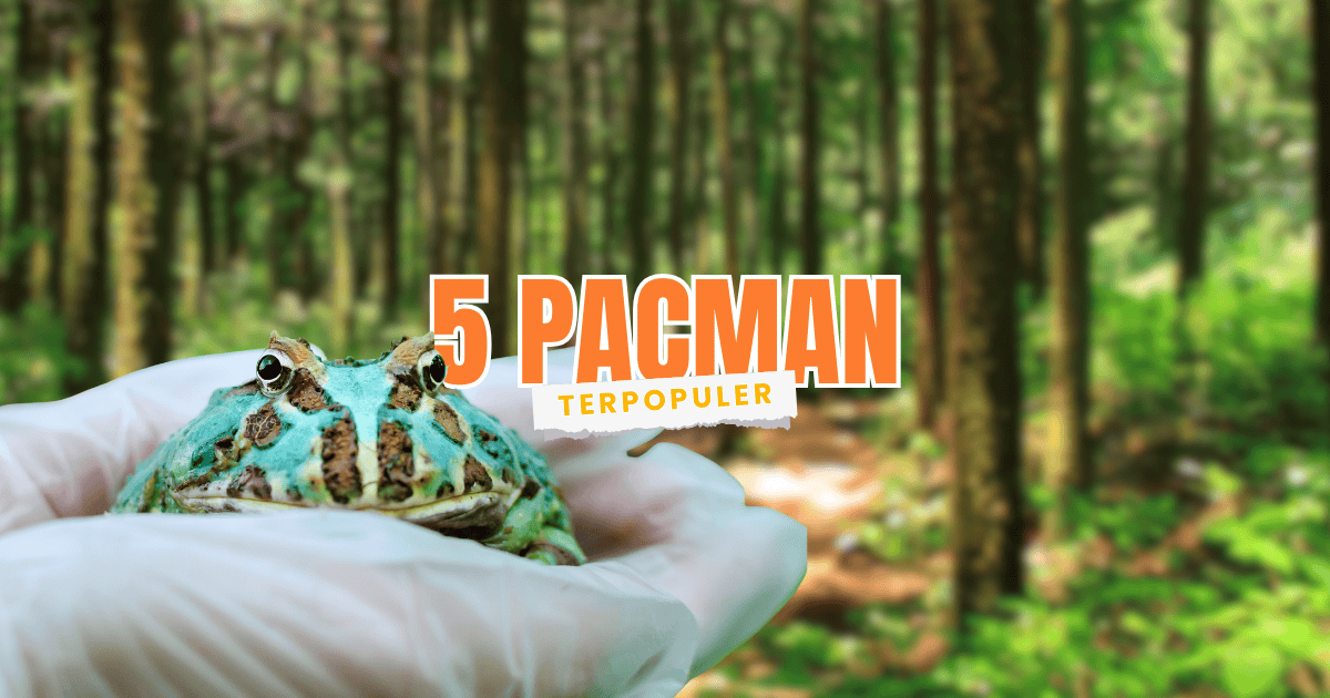 jenis dan harga kodok pacman di repjak