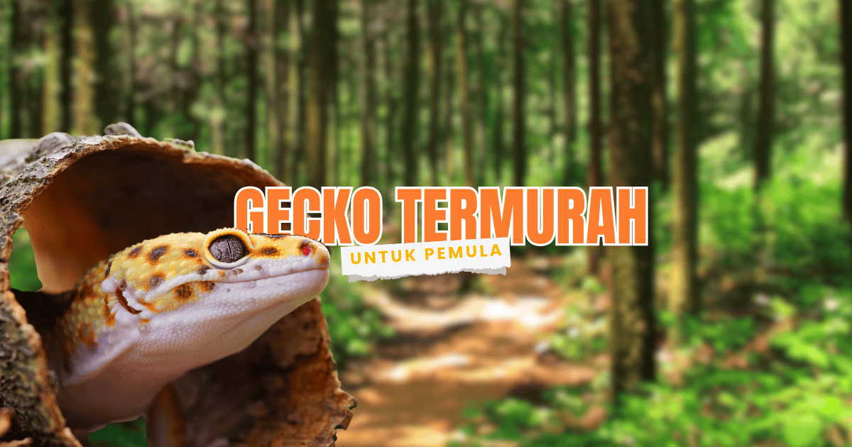 jual leopard gecko termurah murah repjak