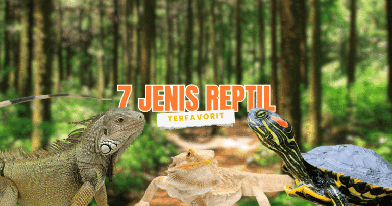 7 jenis reptil terfavorit untuk dijadikan hewan peliharaan