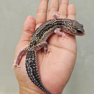 B250267 Gecko Black Night Mack Snow Eclipse het RAPTOR Betina B250267 Gecko Black Night Mack Snow Eclipse het RAPTOR Betina