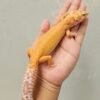 B250575 Gecko APTOR Nose Band het RAPTOR Betina B250575 Gecko APTOR Nose Band het RAPTOR Betina
