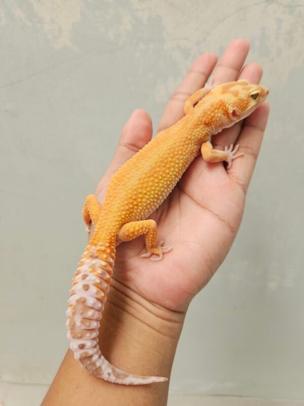 B250575 Gecko APTOR Nose Band het RAPTOR Betina B250575 Gecko APTOR Nose Band het RAPTOR Betina