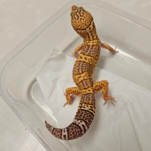 B250996 Gecko Chocolate ph Murphy's Patternless male B250996 Gecko Chocolate ph Murphy's Patternless male