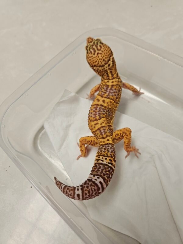 B250996 Gecko Chocolate ph Murphy's Patternless male B250996 Gecko Chocolate ph Murphy's Patternless male