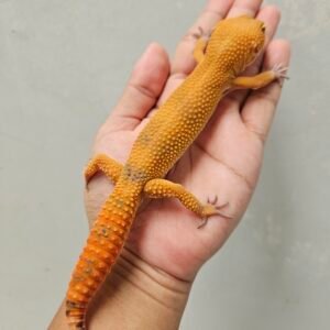 B251060 Leopard Gecko Sunspot Jantan
