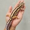 B251309 Leopard Gecko Bold Stripe ph Tremper Betina B251309 Leopard Gecko Bold Stripe ph Tremper Betina