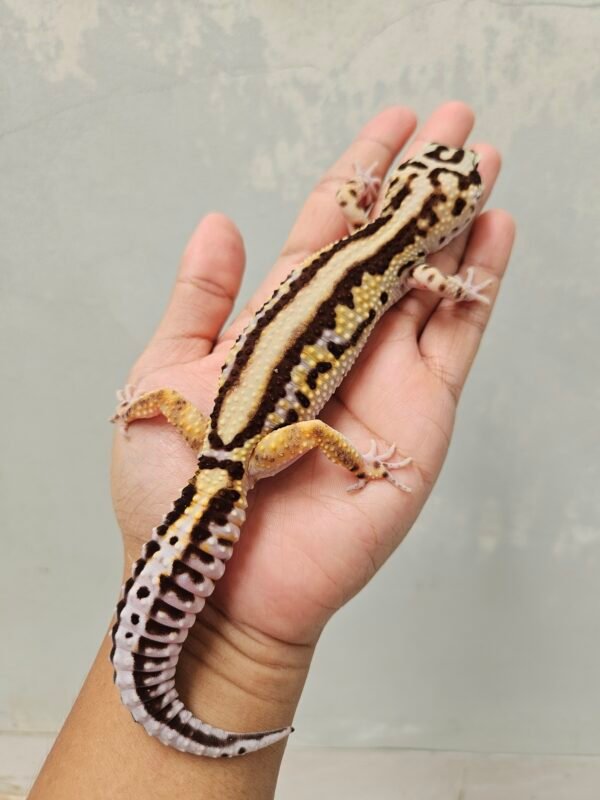 B251309 Leopard Gecko Bold Stripe ph Tremper Betina B251309 Leopard Gecko Bold Stripe ph Tremper Betina