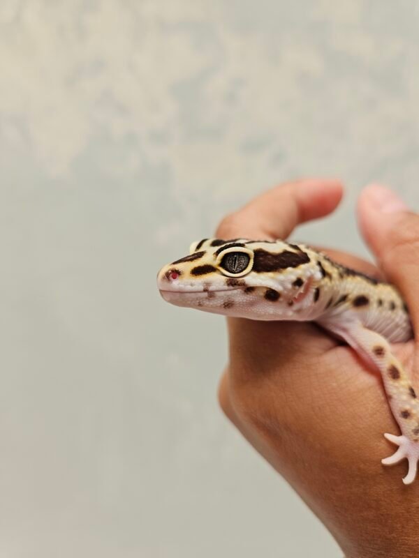 B251309 Mata Gecko Bold Stripe ph Tremper Betina B251309 Mata Gecko Bold Stripe ph Tremper Betina