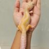 B251315 Leopard Gecko Tremper Red Stripe Betina B251315 Leopard Gecko Tremper Red Stripe Betina