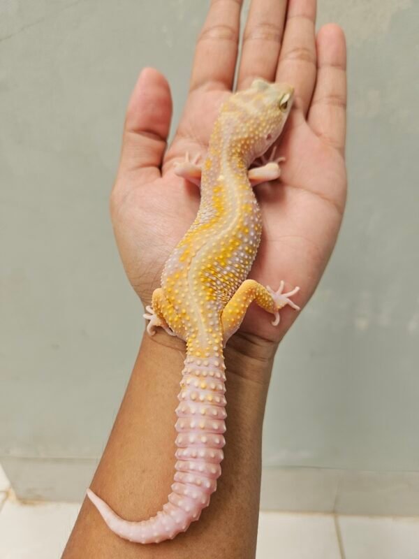 B251315 Leopard Gecko Tremper Red Stripe Betina B251315 Leopard Gecko Tremper Red Stripe Betina