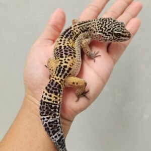 B251332 Gecko Tangerine Black NIght ph Tremper MP Betina B251332 Gecko Tangerine Black NIght ph Tremper MP Betina