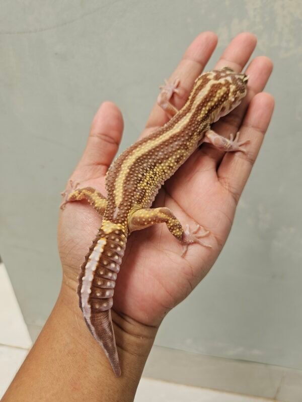 B251334 Leopard Gecko Mack Snow Tremper Bold Stripe Betina