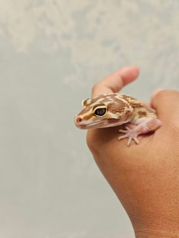 B251334 Mata Gecko Mack Snow Tremper Bold Stripe Betina