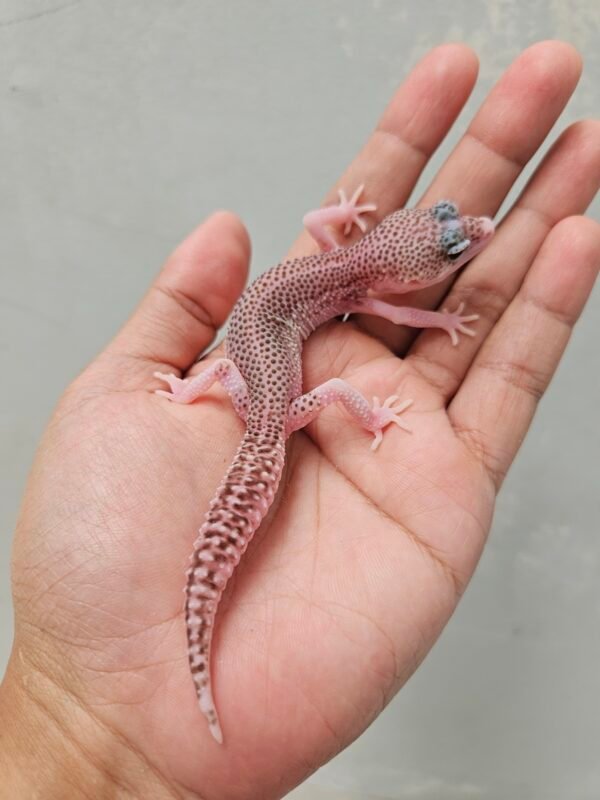 B251389 Leopard Gecko Black Night SUPER RAPTOR pied Betina B251389 Leopard Gecko Black Night SUPER RAPTOR pied Betina