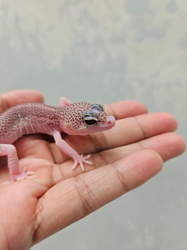 B251389 Mata Gecko Black Night SUPER RAPTOR pied Betina B251389 Mata Gecko Black Night SUPER RAPTOR pied Betina