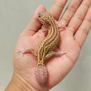 B251391 Leopard Gecko Ulet Bambu Albino Betina B251391 Leopard Gecko Ulet Bambu Albino Betina