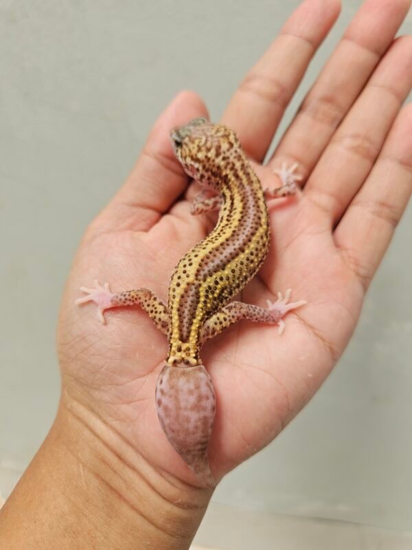 B251391 Leopard Gecko Ulet Bambu Albino Betina B251391 Leopard Gecko Ulet Bambu Albino Betina