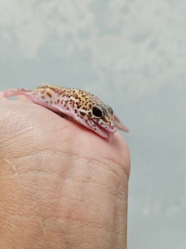 B251391 Mata Leopard Gecko Ulet Bambu Albino Betina B251391 Mata Leopard Gecko Ulet Bambu Albino Betina