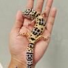 B251607 Gecko Tangerine Afghan Cross ph Tremper Betina