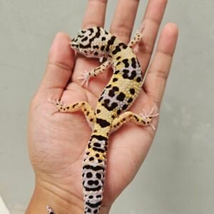B251607 Gecko Tangerine Afghan Cross ph Tremper Betina
