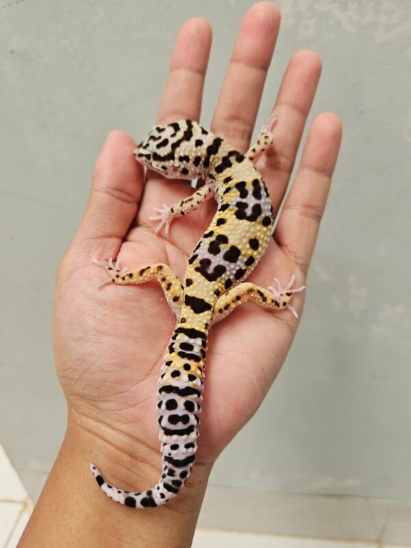 B251607 Gecko Tangerine Afghan Cross ph Tremper Betina