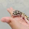 B251607 Mata Gecko Tangerine Afghan Cross ph Tremper Betina