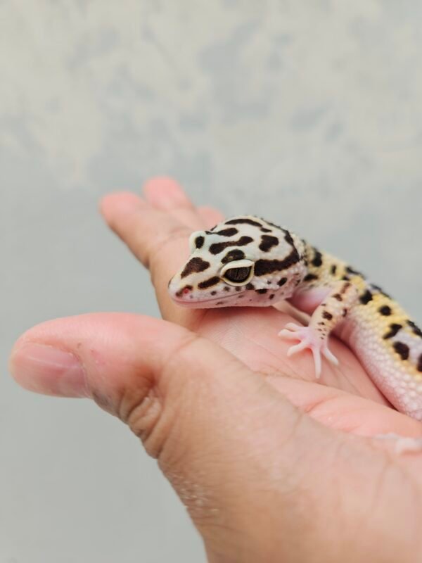 B251607 Mata Gecko Tangerine Afghan Cross ph Tremper Betina