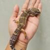 B251715 Leopard Gecko Black Night poss Snow ph Tremper Jantan B251715 Leopard Gecko Black Night poss Snow ph Tremper Jantan