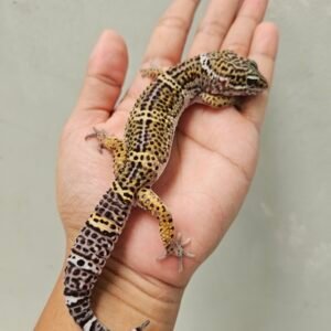 B251715 Leopard Gecko Black Night poss Snow ph Tremper Jantan B251715 Leopard Gecko Black Night poss Snow ph Tremper Jantan