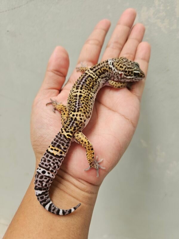 B251715 Leopard Gecko Black Night poss Snow ph Tremper Jantan B251715 Leopard Gecko Black Night poss Snow ph Tremper Jantan