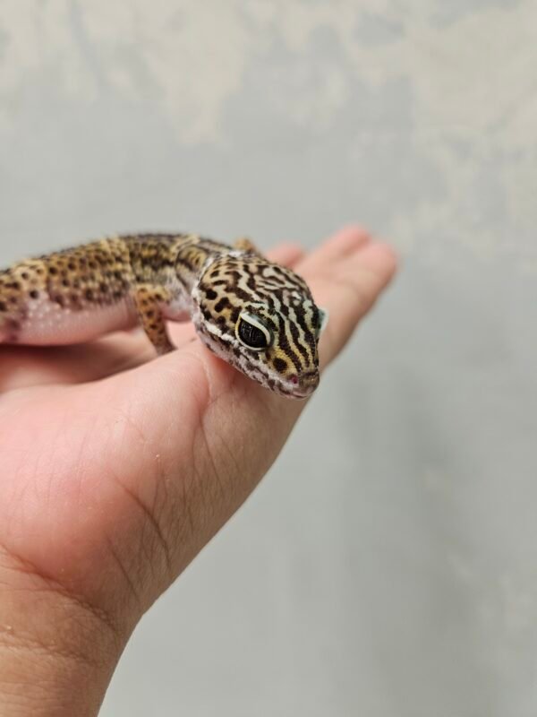 B251715 Mata Leopard Gecko Black Night poss Snow ph Tremper Jantan B251715 Mata Leopard Gecko Black Night poss Snow ph Tremper Jantan