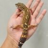 B251768 Gecko Black NIght Tangerine het Tremper Jantan B251768 Gecko Black NIght Tangerine het Tremper Jantan