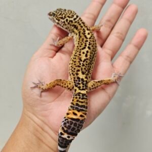 B251768 Gecko Black NIght Tangerine het Tremper Jantan B251768 Gecko Black NIght Tangerine het Tremper Jantan