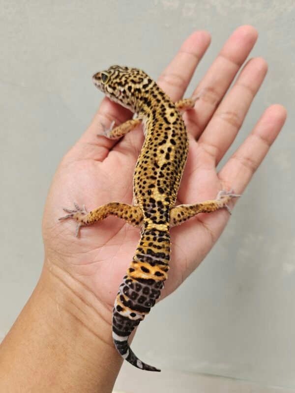 B251768 Gecko Black NIght Tangerine het Tremper Jantan B251768 Gecko Black NIght Tangerine het Tremper Jantan