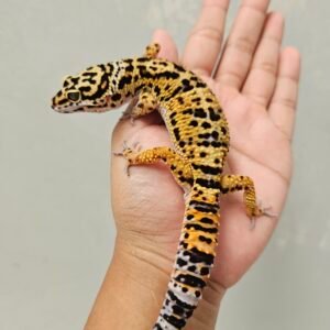 B251769 Leopard Gecko Tangerine het Tremper Jantan B251769 Leopard Gecko Tangerine het Tremper Jantan