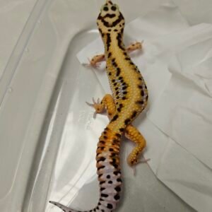 B251772 Gecko Bold Stripe CT jantan B251772 Gecko Bold Stripe CT jantan