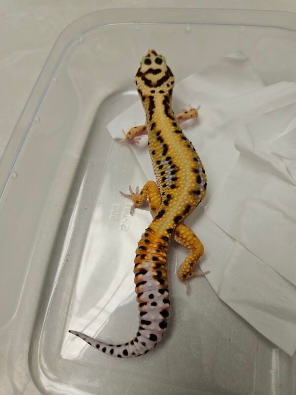 B251772 Gecko Bold Stripe CT jantan B251772 Gecko Bold Stripe CT jantan