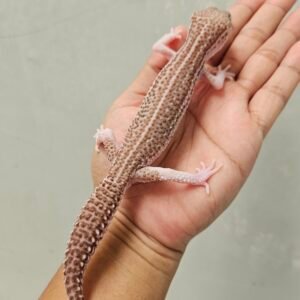 B251904 Leopard Gecko Panda Albino Black Night Super RAPTOR Jantan