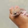B251904 Mata Leopard Gecko Black Night Super RAPTOR Jantan B251904 Mata Leopard Gecko Black Night Super RAPTOR Jantan
