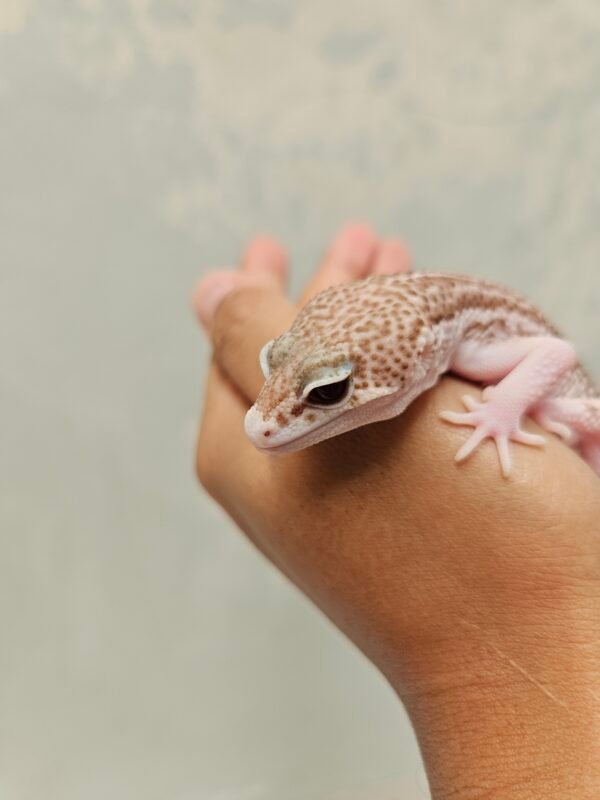 B251904 Mata Leopard Gecko Black Night Super RAPTOR Jantan B251904 Mata Leopard Gecko Black Night Super RAPTOR Jantan