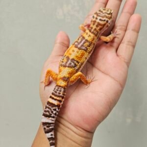 B252019 Leopard Gecko White & Yellow Tremper het RAPTOR Betina