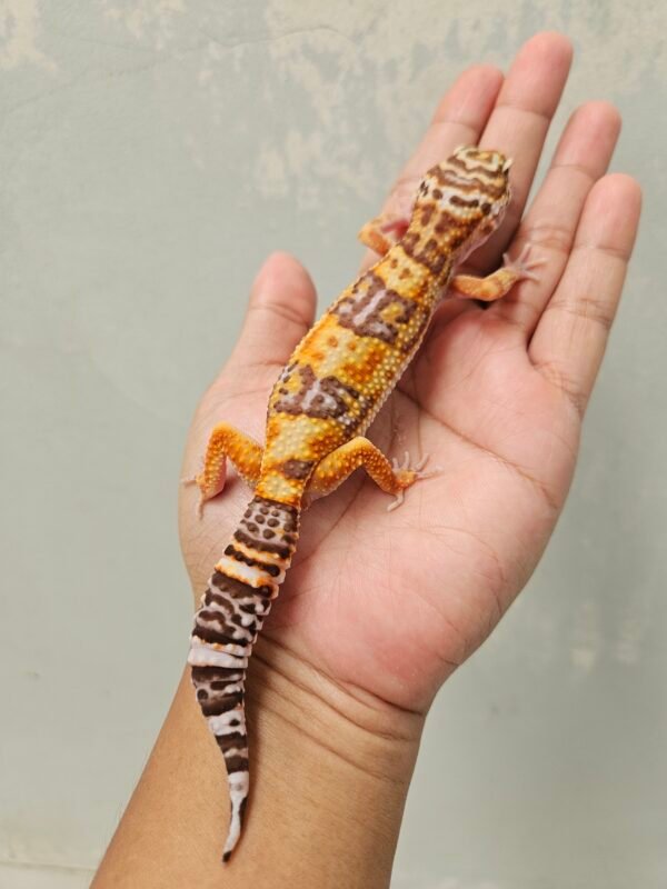 B252019 Leopard Gecko White & Yellow Tremper het RAPTOR Betina B252019 Leopard Gecko White & Yellow Tremper het RAPTOR Betina