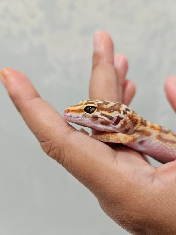 B252019 Mata Gecko White & Yellow Tremper het RAPTOR Betina B252019 Mata Gecko White & Yellow Tremper het RAPTOR Betina