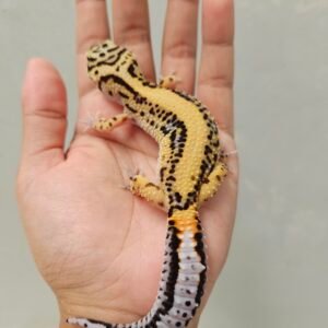 B252038 Leopard Gecko Tangerine Bold Stripe het Tremper Betina B252038 Leopard Gecko Tangerine Bold Stripe het Tremper Betina