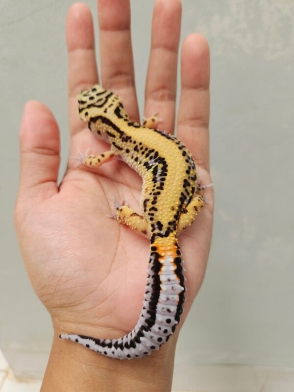 B252038 Leopard Gecko Tangerine Bold Stripe het Tremper Betina B252038 Leopard Gecko Tangerine Bold Stripe het Tremper Betina